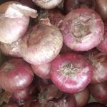 onion