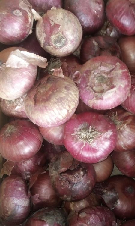 onion