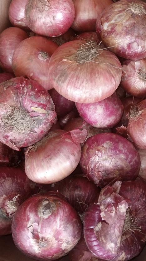 onion