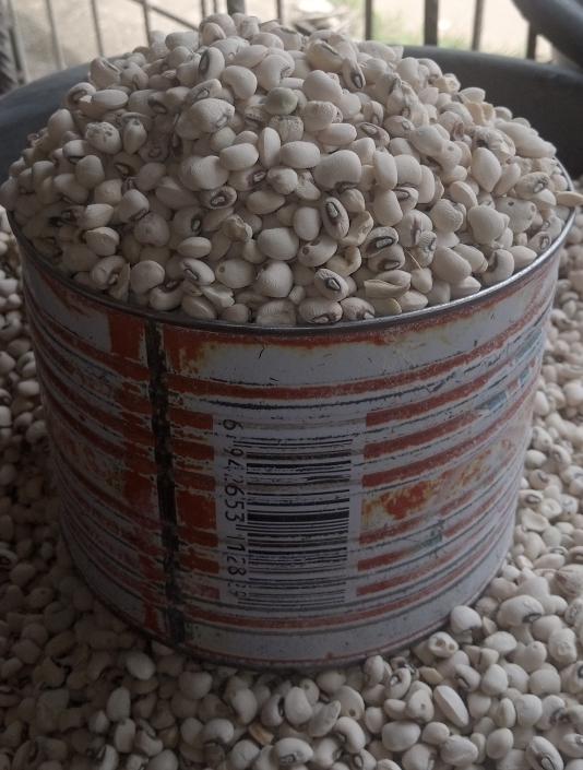 half paint of beans( iron beans)