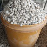 1 paint  of beans(iron beans)