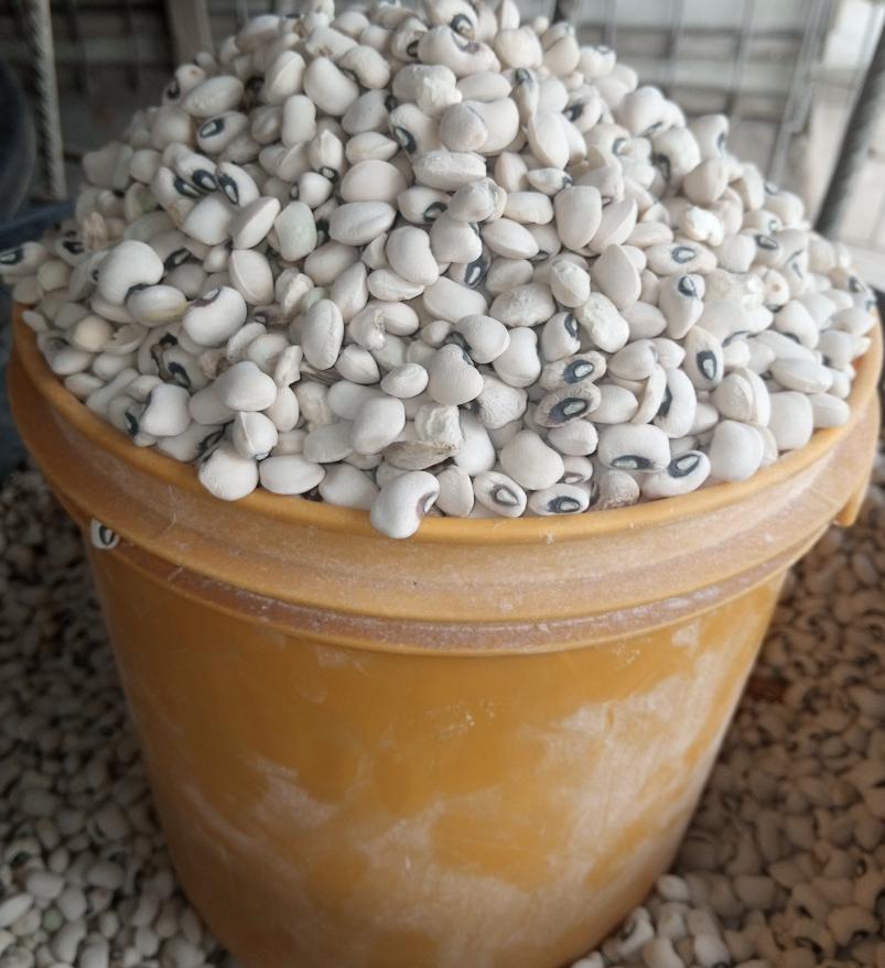 1 paint  of beans(iron beans)