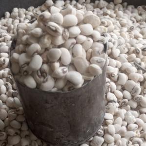 1 CUP OF BEANS