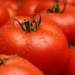 Tomatoes