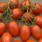 Tomatoes