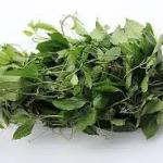 fluted pumpkin leaf (ugu)