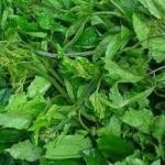 fluted pumpkin leaf (ugu)