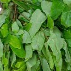 uha leaf