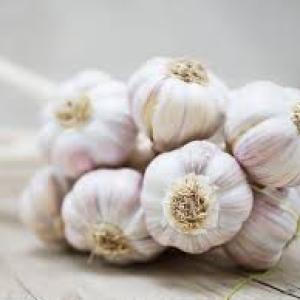 Garlic