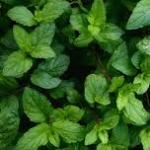Mint Leaves
