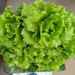 Lettuce