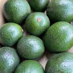 Avocado