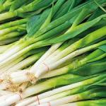 Spring Onions