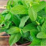 Mint Leaves